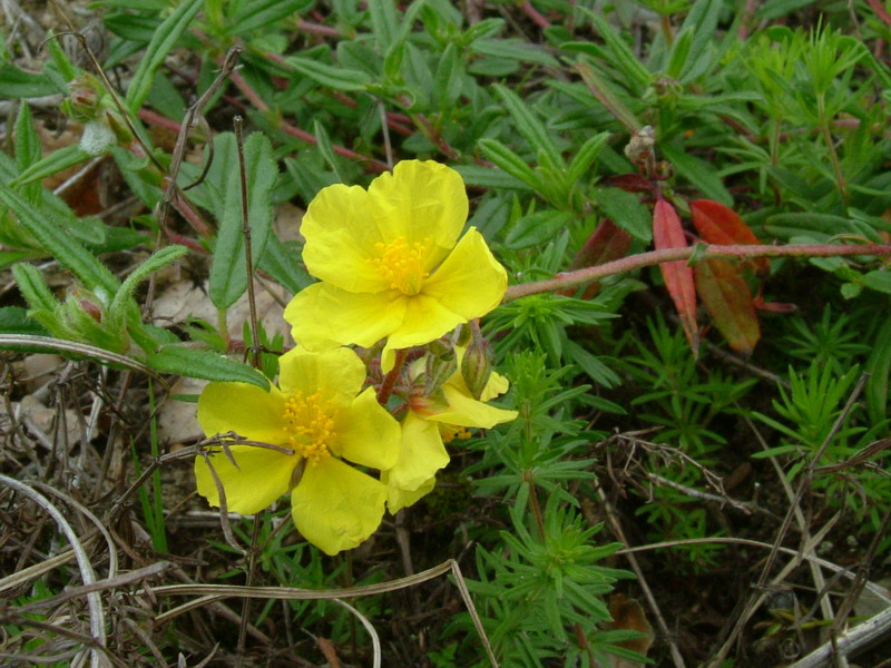 Helianthemum nummularium s.l.